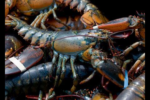 The specially designed circulating tank system is loaded with prime Atlantic lobster ready for road transport